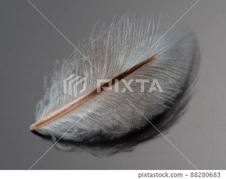 企鵝羽毛 企鵝羽毛 88280683