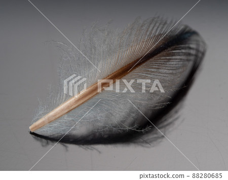 企鵝羽毛 88280685