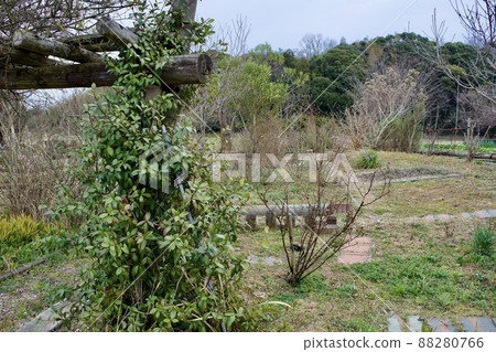 Winter withered garden 88280766