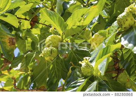 Taketomi Island Noni Fruit Taketomi Island Noni Fruit 88280868