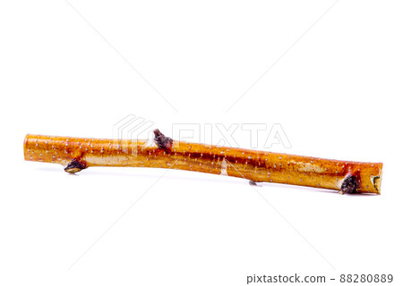 Birch bark isolated on white background Birch bark isolated on white background 88280889