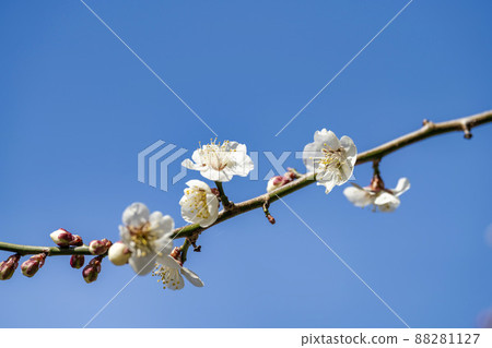 Blue sky and plum blossoms in "Tsutsumi Ume housing complex" Ogawara Town, Miyagi Prefecture 88281127