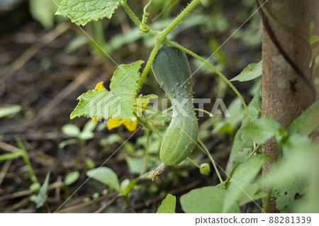Close up deformed cucumber on vine,lack of trace elements Close up deformed cucumber on vine,lack of trace elements 88281339