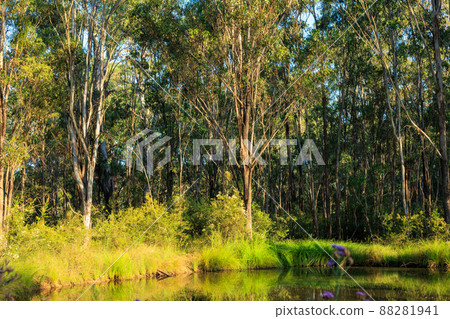 A small clear pond in an uninhabited idyllic forest A small clear pond in an uninhabited idyllic forest 88281941