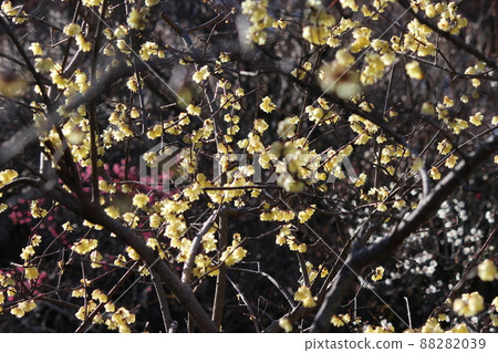 Japanese allspice flower Japanese allspice flower 88282039