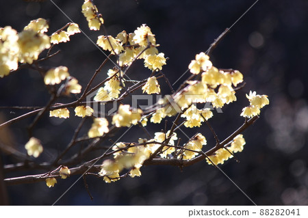 Japanese allspice flower Japanese allspice flower 88282041