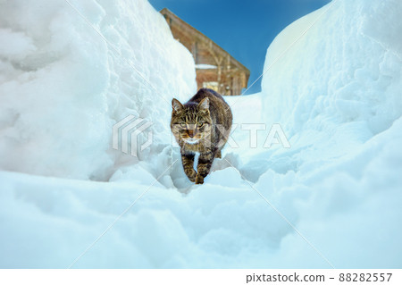 Cat sneaks in snow in village in northern Finland at winter day. 88282557