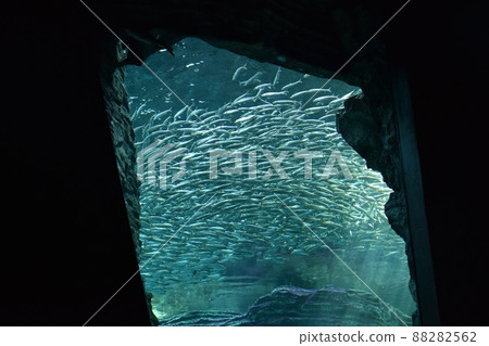 A healing space: A school of fish swimming comfortably in a rocky area 88282562