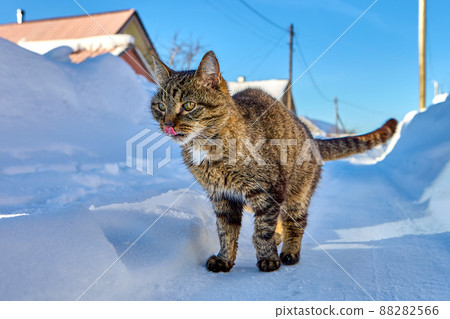 Cat stands on rural road cleared of snow, snowy winter in northern Europe. 88282566
