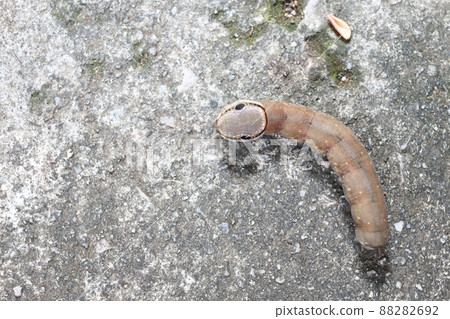 brown worm on the ground. 88282692