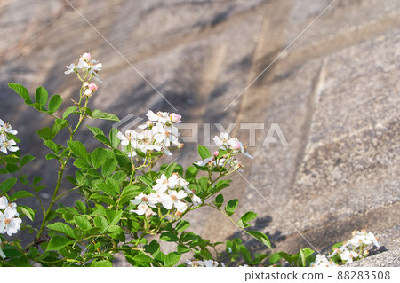Wild roses that grow naturally 88283508