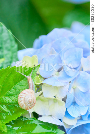 Close-up of a light blue hydrangea flower and a snail grown in acidic soil (rain) Close-up of a light blue hydrangea flower and a snail grown in acidic soil (rain) 88283550