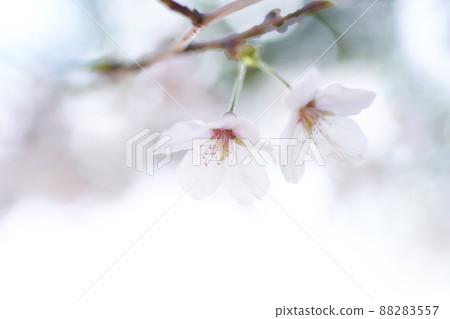 Close-up of cherry blossoms with a negative atmosphere 88283557