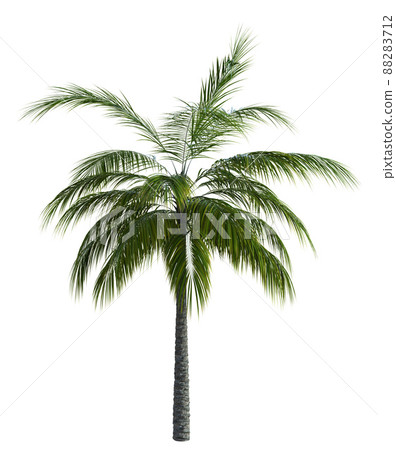 3D Green palm tree 3D Green palm tree 88283712