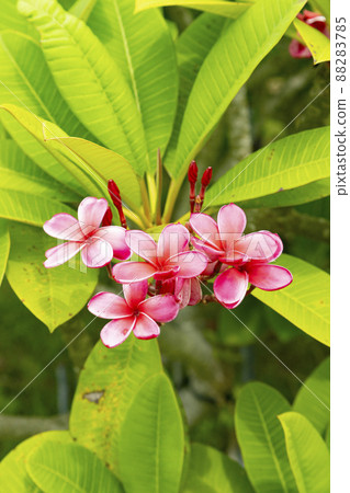Plumeria flowers Plumeria flowers 88283785