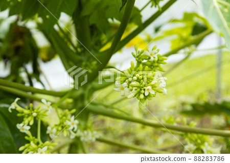 Papaya flowers Papaya flowers 88283786