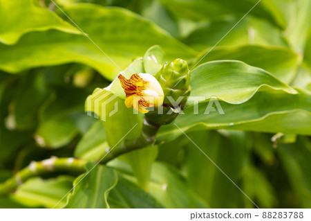 Insulin plant flowers 88283788