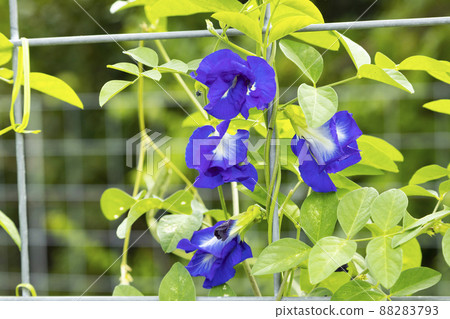 Butterfly pea flower Butterfly pea flower 88283793