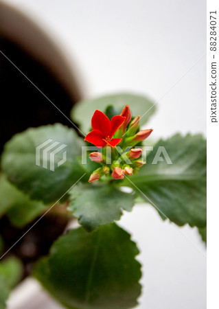 Kalanchoe blossfeldiana succulent plant in bloom with small red flowers close-up Kalanchoe blossfeldiana succulent plant in bloom with small red flowers close-up 88284071