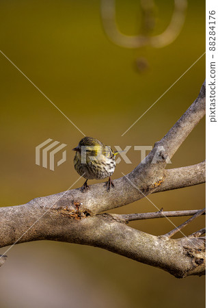 五月在北海道，春天在西斯金。 88284176