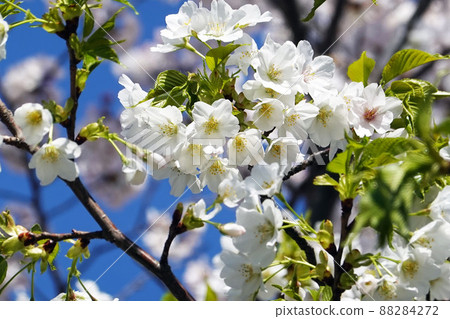Prunus speciosa flower 1 Prunus speciosa flower 1 88284272