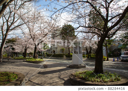 Cherry blossoms in Motomachi Park Cherry blossoms in Motomachi Park 88284416