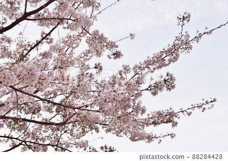 東京目黑川櫻花 東京目黑川櫻花 88284428