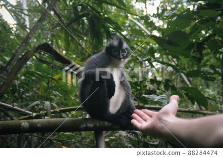 Hand reaching out to a Thomas Leaf Monkey or Presbytis thomasi in Bukit Lawang North Sumatra, Indonesia  88284474