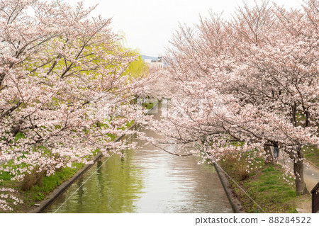 東芝:櫻花疏水綻放 東芝:櫻花疏水綻放 88284522