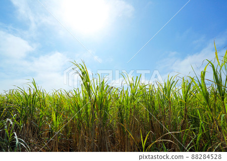 Okinawa scenery, sugar cane fields, blue sky, white clouds 88284528