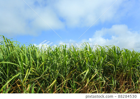 Okinawa scenery, sugar cane fields, blue sky, white clouds Okinawa scenery, sugar cane fields, blue sky, white clouds 88284530