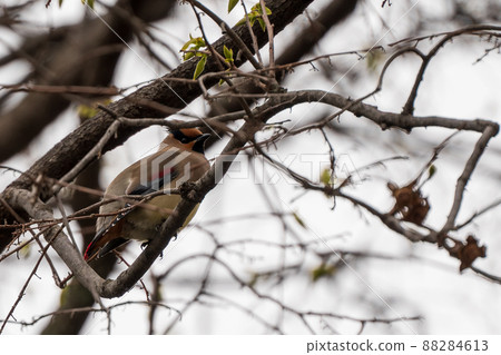 日本太平鳥聚集在槲寄生 日本太平鳥聚集在槲寄生 88284613