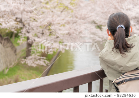 Toshibune: Sakura blooming hydrophobically Toshibune: Sakura blooming hydrophobically 88284636