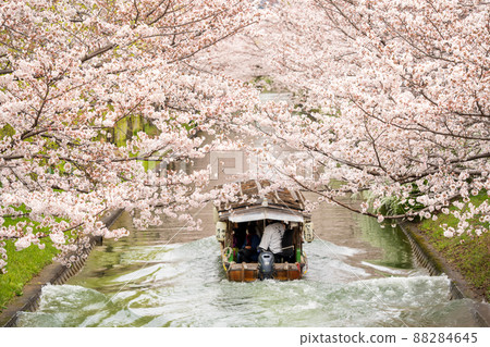 Toshibune: Sakura blooming hydrophobically Toshibune: Sakura blooming hydrophobically 88284645