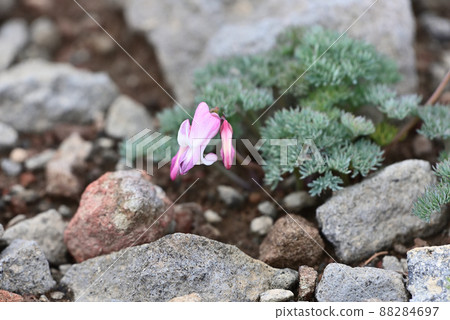 Cumkusa Cumkusa 88284697