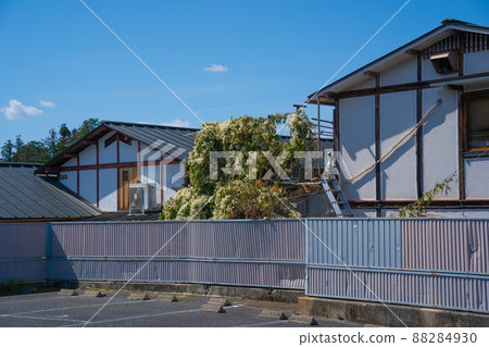 Mt. Yoshino, Nara Prefecture A plant that sticks to the wall 88284930