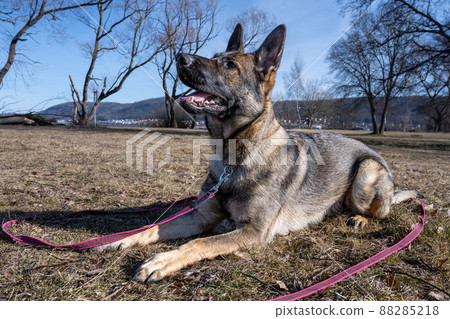 A young happy German Shepherd plays tug with a ball. Sable coloured working line breed A young happy German Shepherd plays tug with a ball. Sable coloured working line breed 88285218