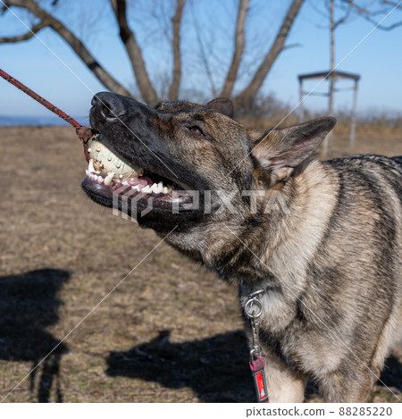 A young happy German Shepherd plays tug with a ball. Sable coloured working line breed A young happy German Shepherd plays tug with a ball. Sable coloured working line breed 88285220