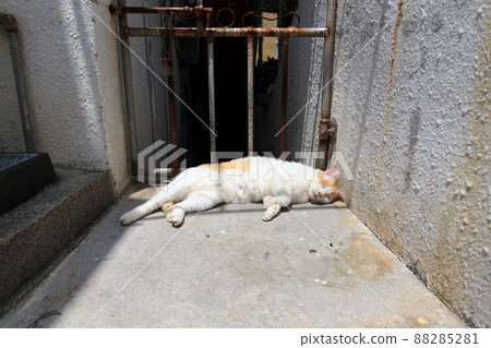 Okinawa Naha Sakurazaka Street cats Okinawa Naha Sakurazaka Street cats 88285281