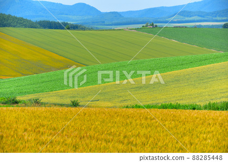 夏天美瑛鎮 88285448