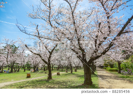 櫻花盛開的濱寺公園 88285456