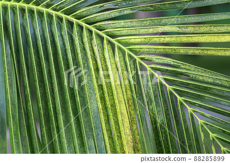 Texture of a green palm leaf close-up background, eco-products. 88285899