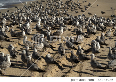 many birds in baja california sur mexico beach pelican seagull many birds in baja california sur mexico beach pelican seagull 88285926