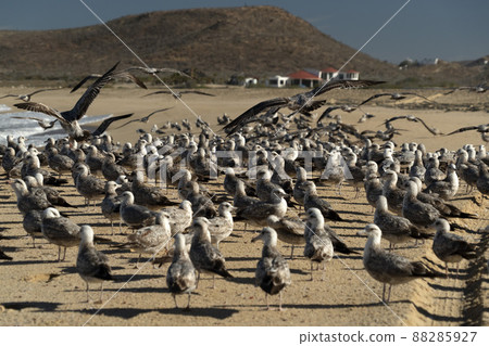 many birds in baja california sur mexico beach pelican seagull many birds in baja california sur mexico beach pelican seagull 88285927