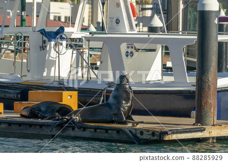 Sea lion in cabo san lucas harbor mexico baja california sur 88285929