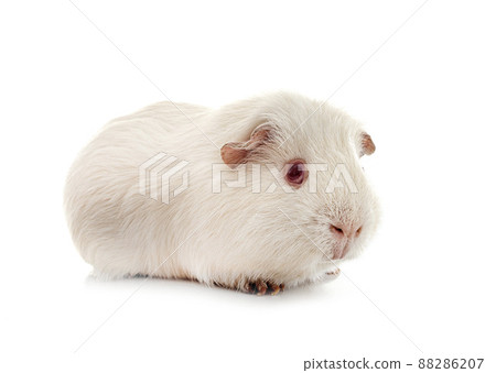 guinea pig in studio guinea pig in studio 88286207