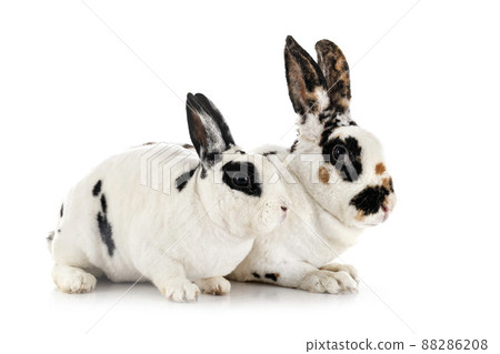Rex rabbits in studio Rex rabbits in studio 88286208