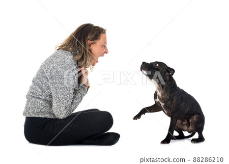 staffordshire bull terrier and woman staffordshire bull terrier and woman 88286210