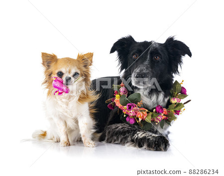 border collie and chihuahua in studio 88286234