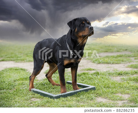 training of rottweiler 88286235
